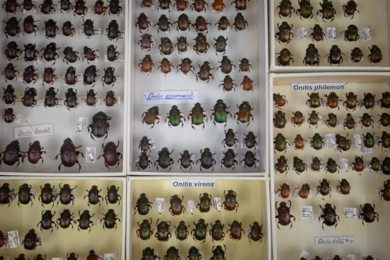 The Insect Biosystematics and Conservation Lab at ATREE serves as a hub for insect research, housing a majority of India's species, including 450 species of dung beetles. Image by Abhishek N. Chinnappa.