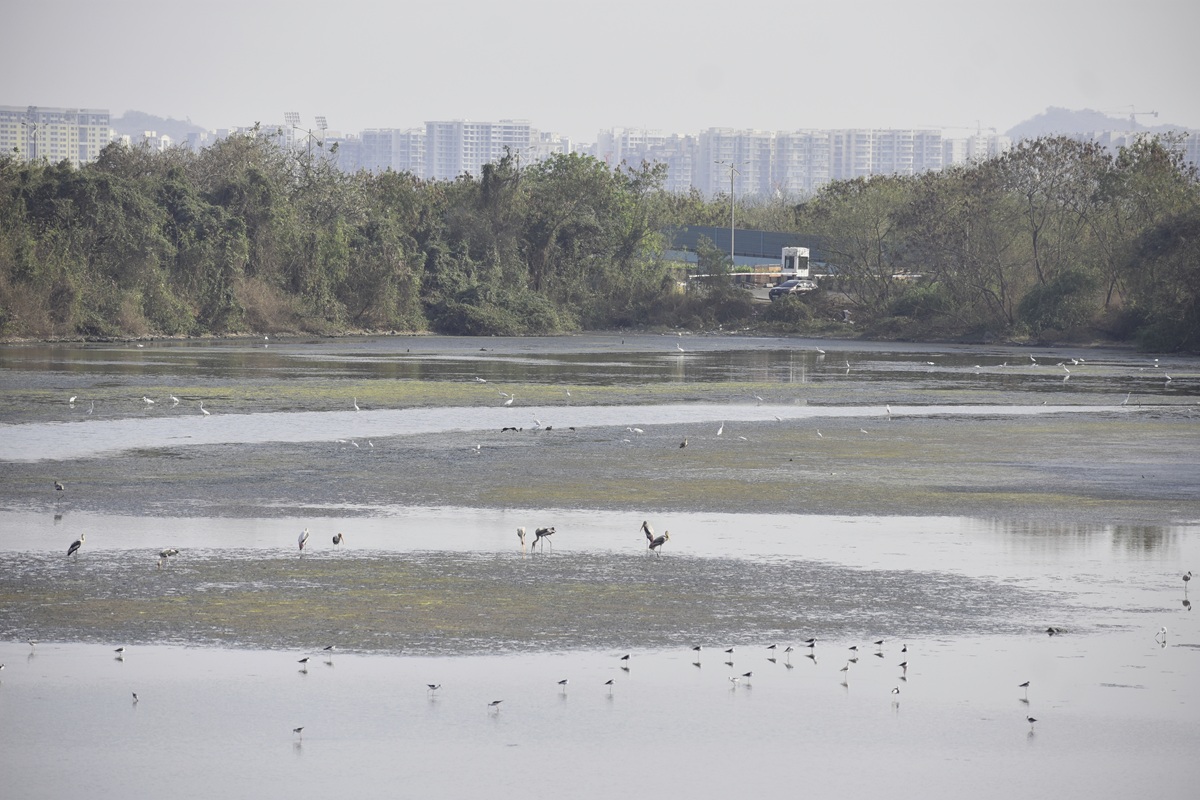 Migratory birds at the DPS Flamingo lake that is half covered with algae. Image by Esha Lohia/Mongabay