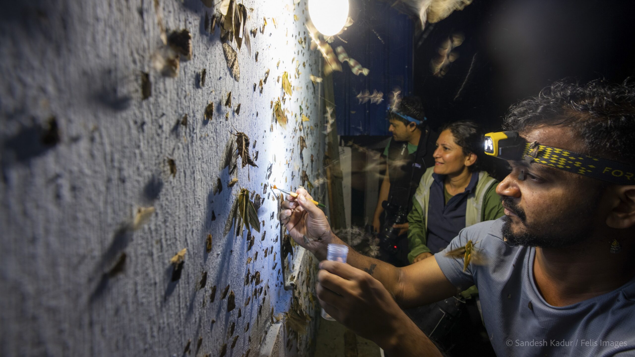 Researchers collect samples of moths and other insects in Siang, Arunachal Pradesh. Image by Sandesh Kadur/Felis Images (CC BY-ND 4.0).