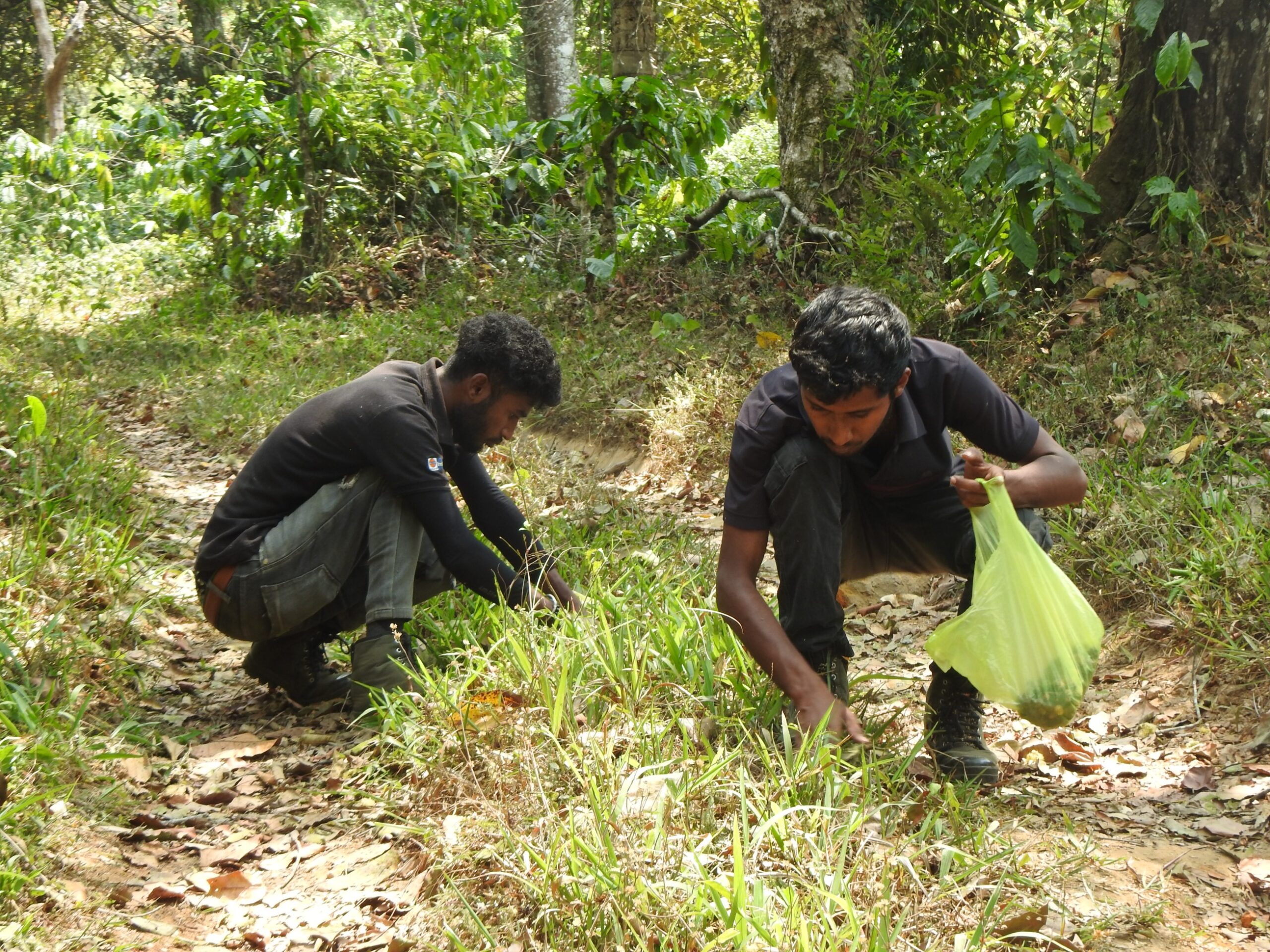 Seeds of native trees being collected in a coffee agroforest. Image by Vijay Kumar.
