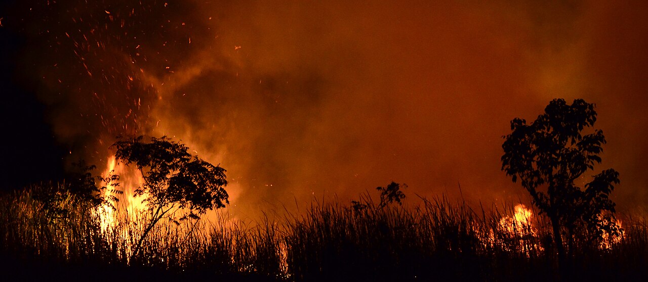 A dry pond catches fire. Representative image by Balurbala via Wikimedia Commons (CC BY-SA 4.0).