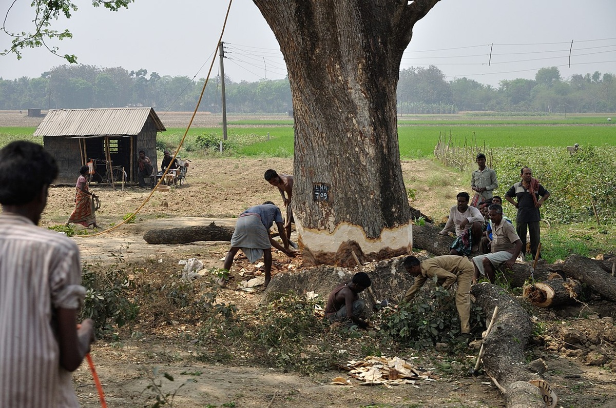 A representative image of tree felling in West Bengal. The Supreme Court of India is hearing a petition challenging a government-issued procedure for handling environmental violations. Image by Biswarup Ganguly via Wikimedia Commons (CC BY 3.0).