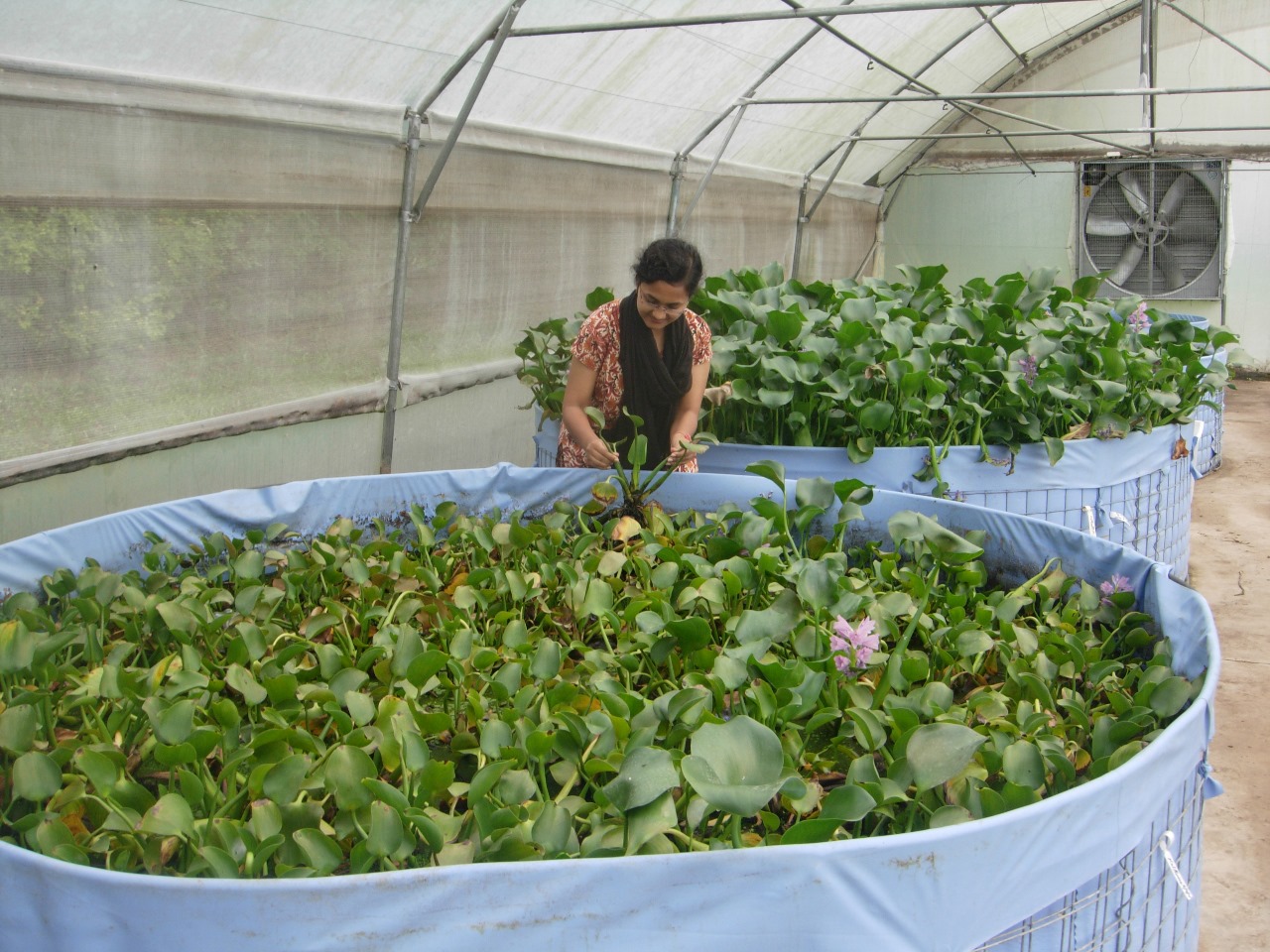 Invasion biologist Puja Ray observing the invasive water hyacinth. Ray shares there are several successful biocontrol programmes against invasive plants across the world, and in India. Image courtesy of Puja Ray.