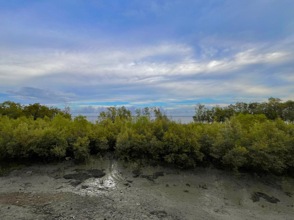 Mangroves restored by women in Tridibnagar. The solution to socioeconomic challenges to mangrove restoration may lie in decision science, which advocates for consideration of local knowledge and enhanced public awareness. Image by Mukut Biswas.