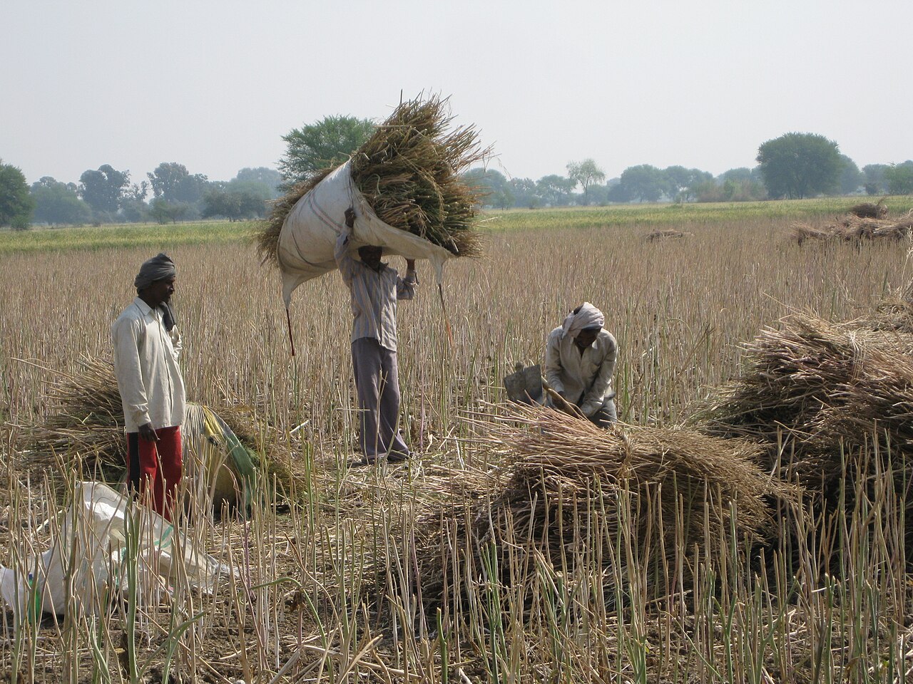 Farmers at work in a field in Kripekapura village, Bhind district, Madhya Pradesh. Image by Narwariya via Wikimedia Commons (CC-BY-SA 4.0).