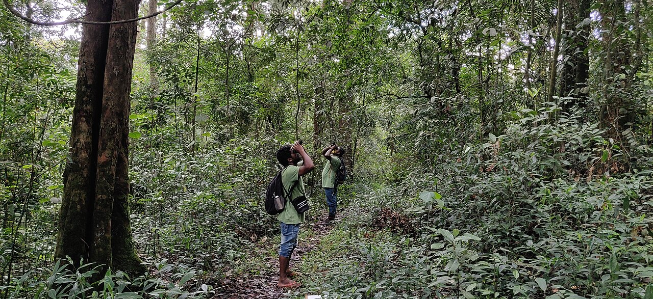 Field biologists at work, monitoring tropical rainforest tree phenology in the Anamalai Hills. Image by T.R. Shankar Raman via Wikimedia Commons (CC BY-SA 4.0).