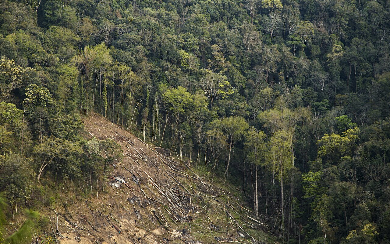 An evergreen forest being felled in Arunachal Pradesh. While forest loss may influence malaria transmission and mortality, the extent of this impact is still being understood. Image by Saurabhsawantphoto via Wikimedia Commons (CC BY-SA 4.0).