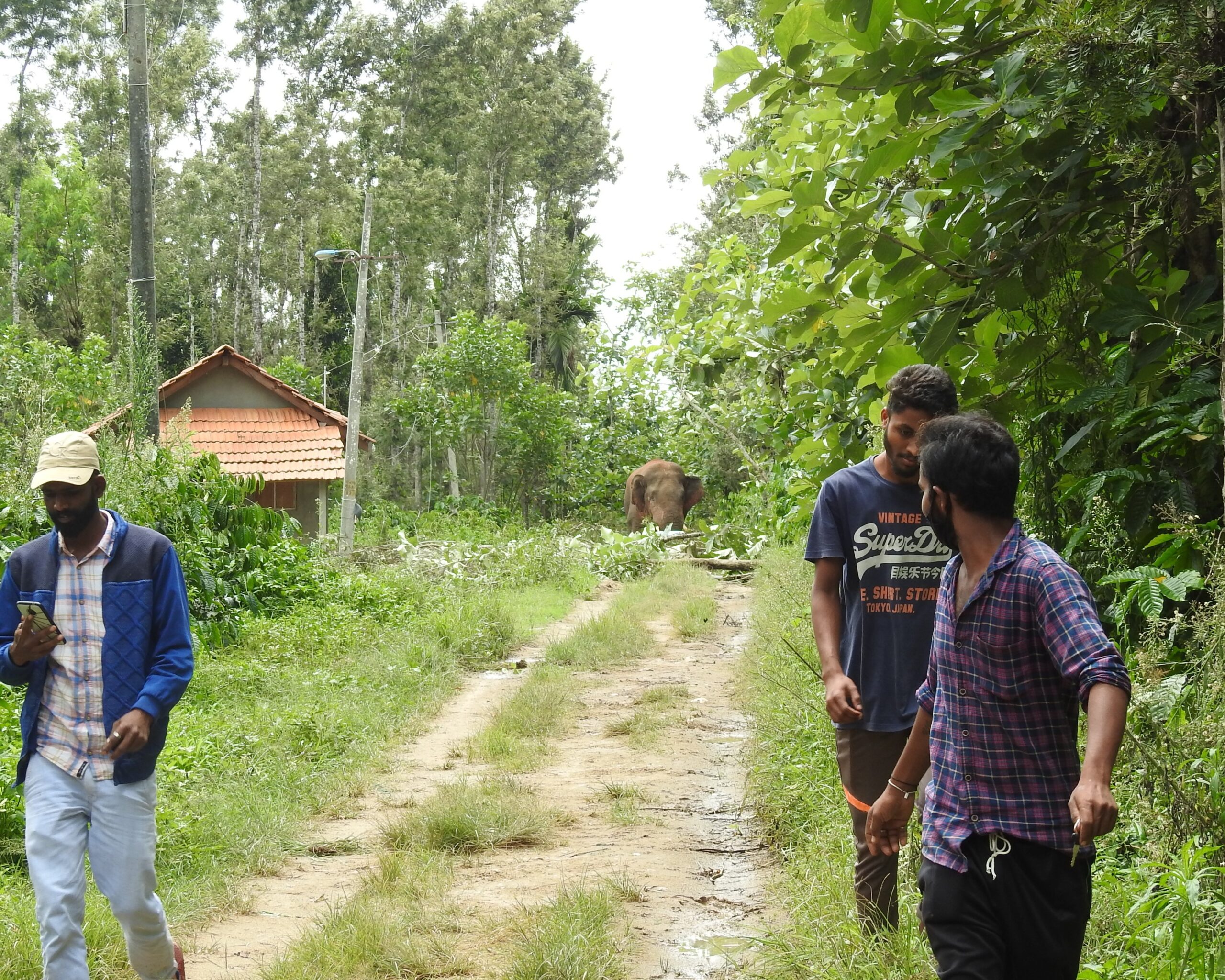 Elephants and people constantly overlap , leading to human-elephant conflict in the districts of Hassan, Kodagu, and Chikkamagaluru. Traditional mitigation methods like direct translocation or permanent captivity often fail, leading to the innovation of the soft release centre. Image by Vinod Krishnan.