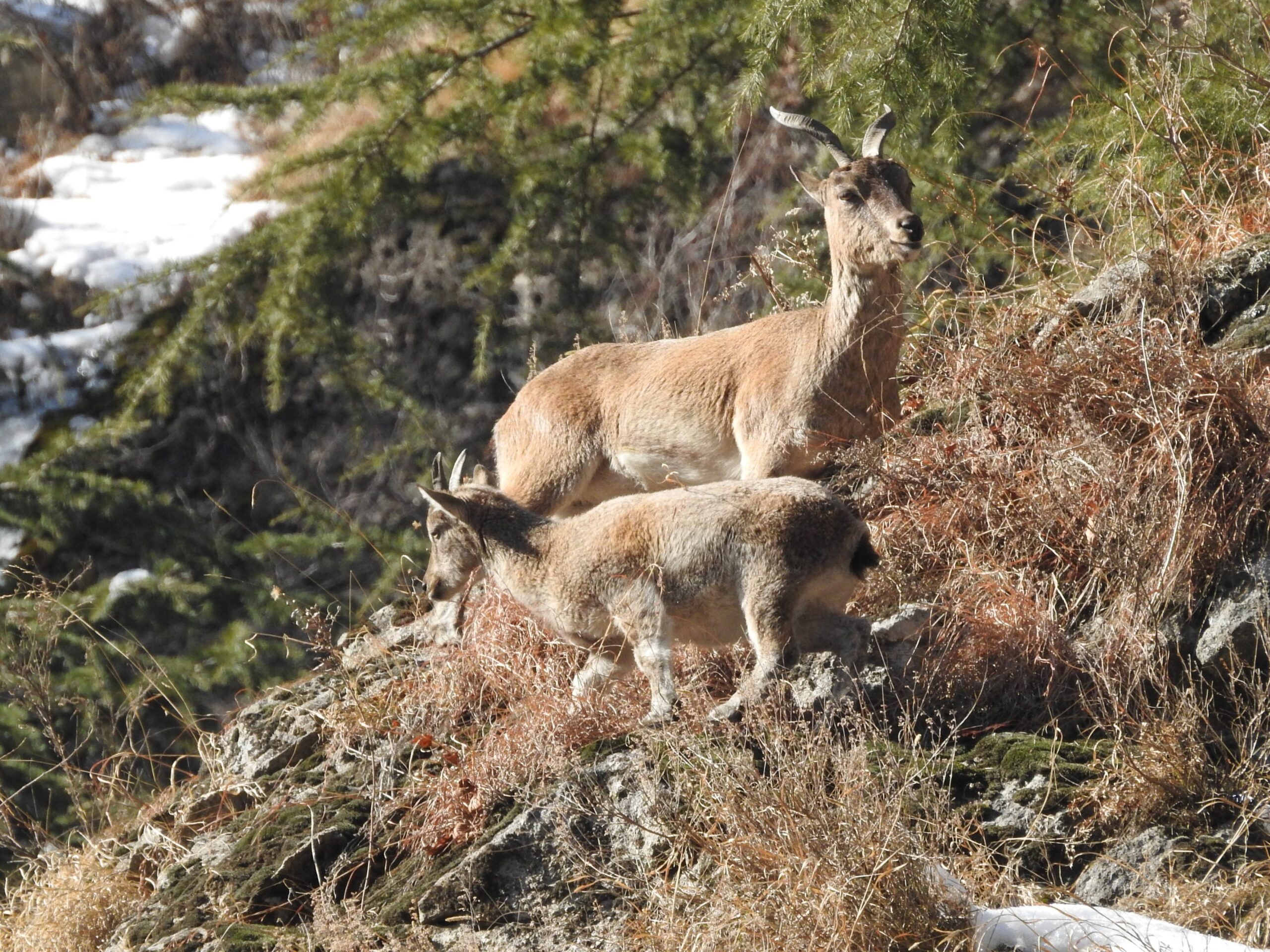 A markhor and its young photographed in Kashmir. Rising human and livestock populations are making herding a threat to the markhor, as they compete for resources, and risk transmission of diseases and predation — particularly of young ones — by guard dogs. Image by Shabir Hussain Bhat/Wildlife Trust of India.