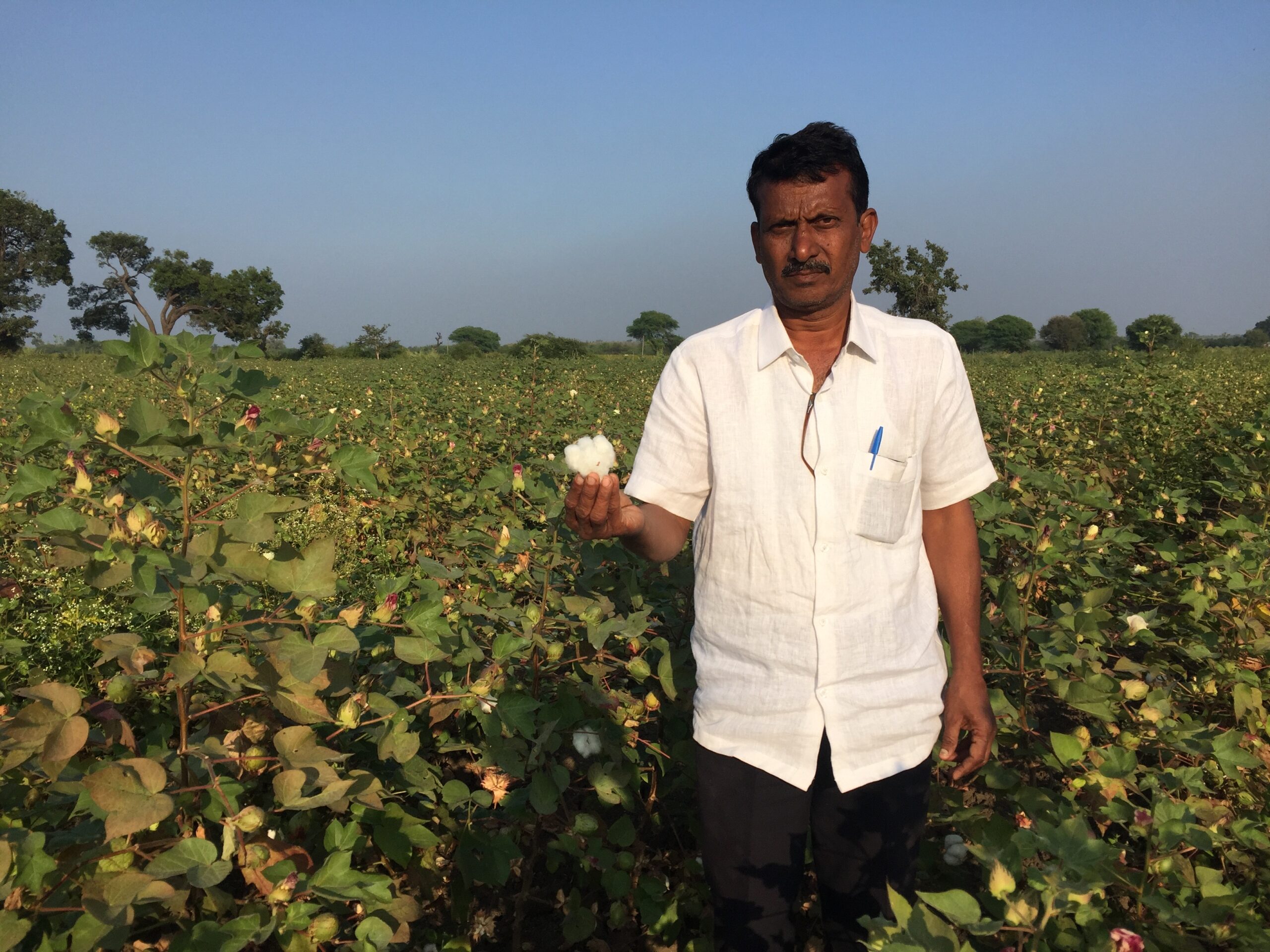 Sunil Mahadeorao Bhadke, who uses both rainfed and flood irrigation on his 12-acre cotton farm in Akhatwada village in Amravati district, Maharashtra, has noticed the well water reducing. Image by Vandana K.