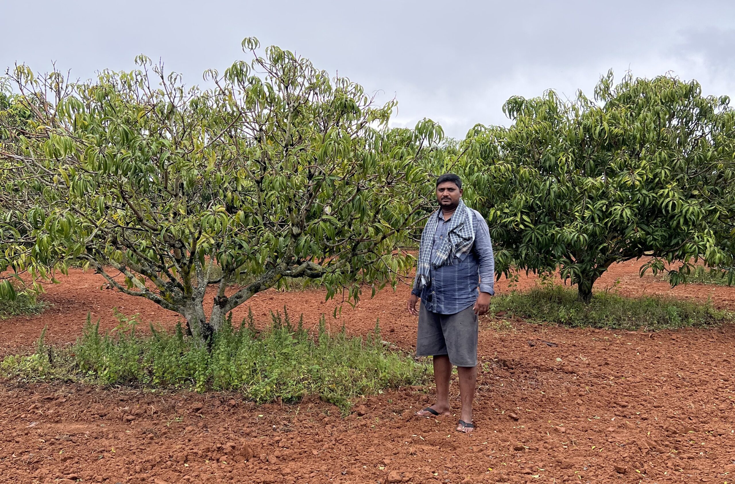 Mango trees planted in Bagepalli, Karnataka. Based on five tree-planting projects across 21,767 farmer plots, tree cover increased by 48% in participating plots compared to a 26% increase in non-participating plots. Image by Shivani Agarwal.