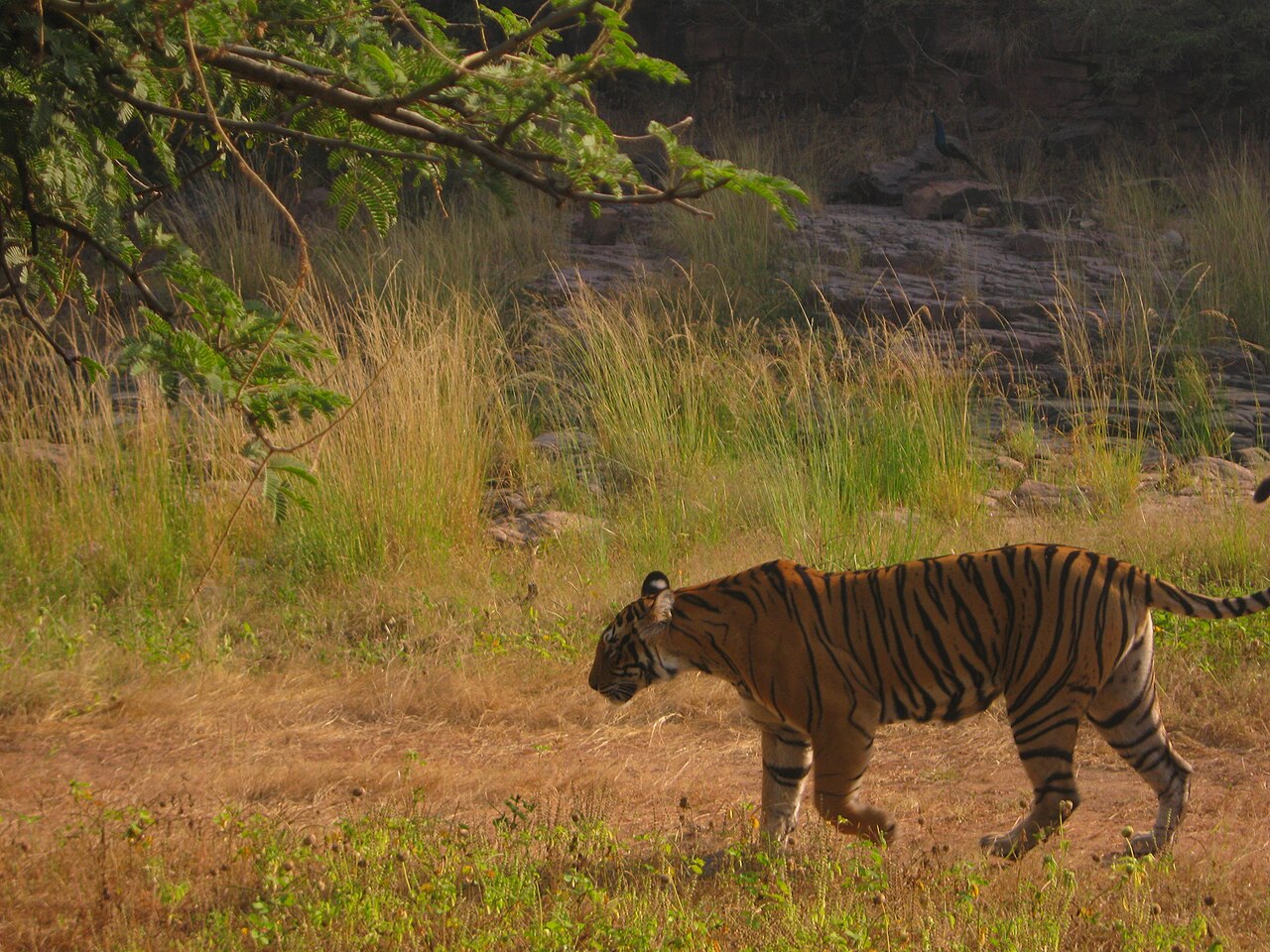 A tiger in Ranthambhore. Image by Astajyoti1 via Wikimedia Commons (CC BY-SA 4.0).