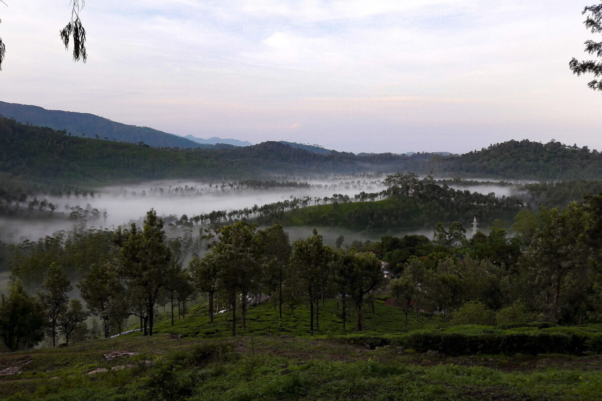 Coffee and tea agroforests in the Anamalai Hills, with the Anamalai Tiger Reserve in the background. Image by Pooja Choksi.