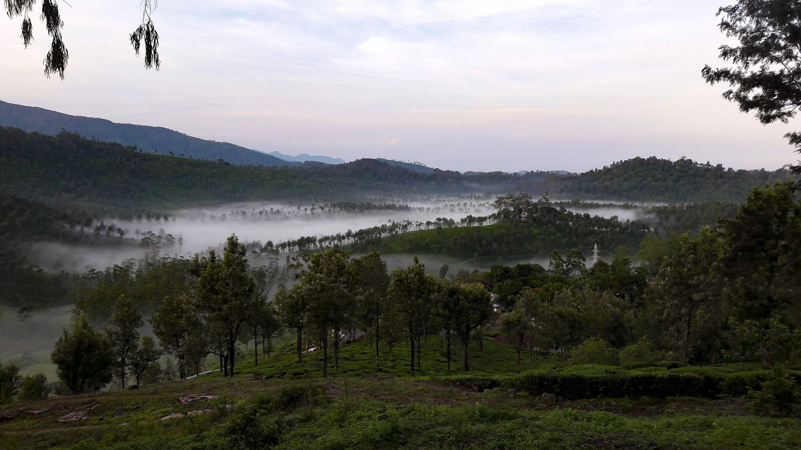 Coffee and tea agroforests in the Anamalai Hills, with the Anamalai Tiger Reserve in the background. Image by Pooja Choksi.