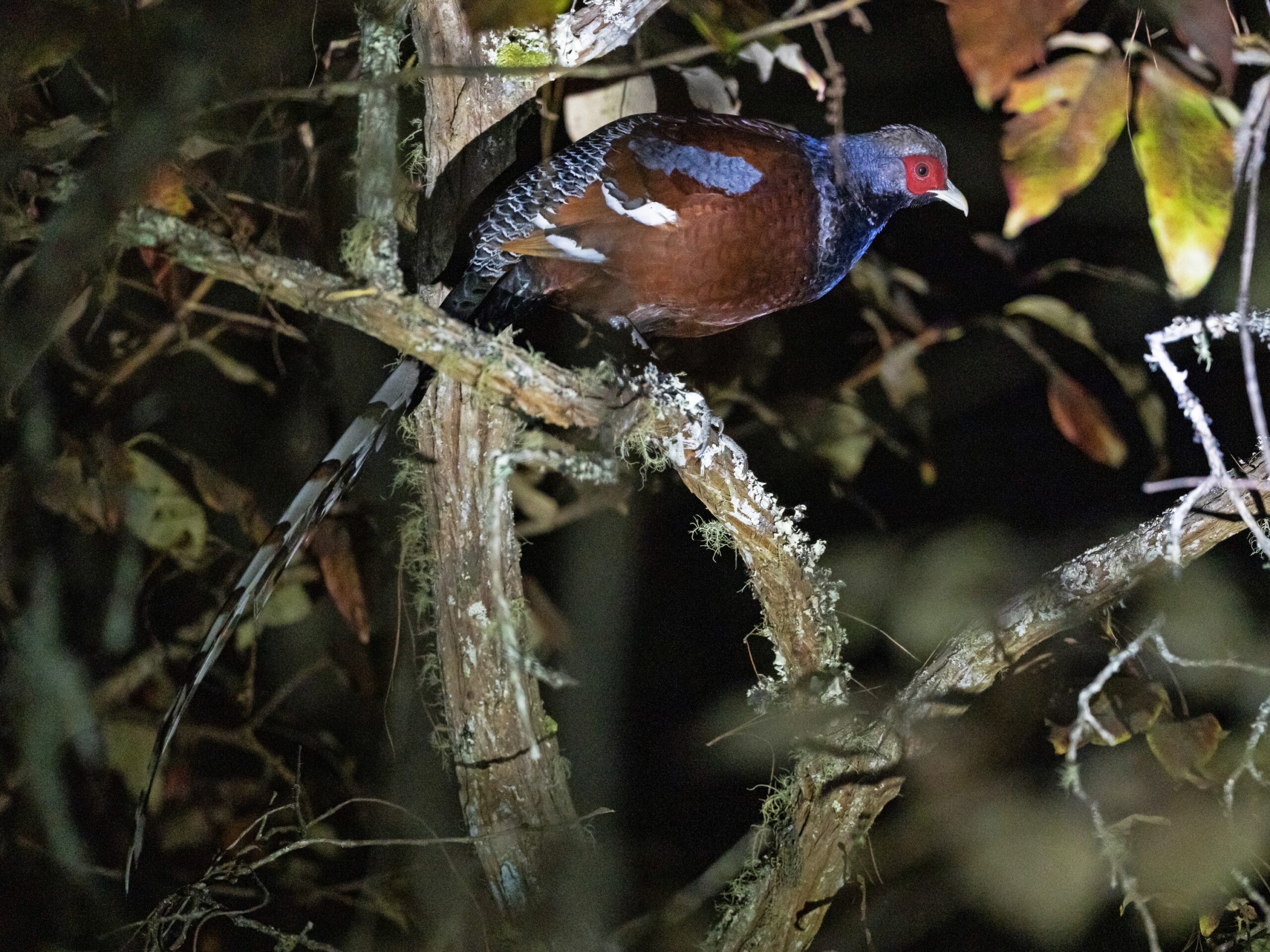 Thanks to captive breeding programme and penalties for killings, the Mrs Humes pheasant can now be easily spotted at night at Jessami and Razai Khullen on the Naga Hills. Image by Dhritiman Mukherjee.
