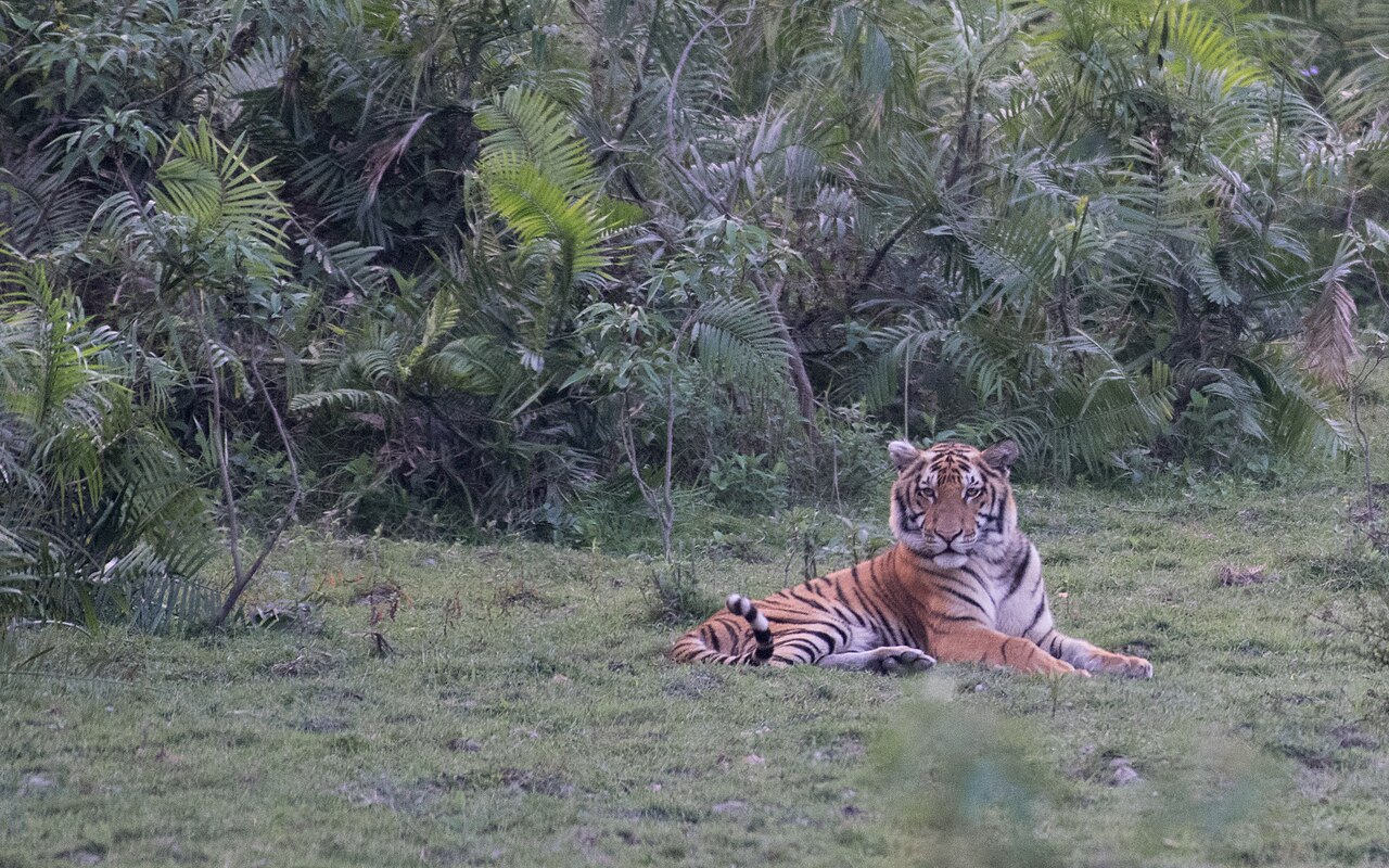 A tiger in Kaziranga National Park. Representative image by Sagar via Wikimedia Commons (CC BY 2.0).