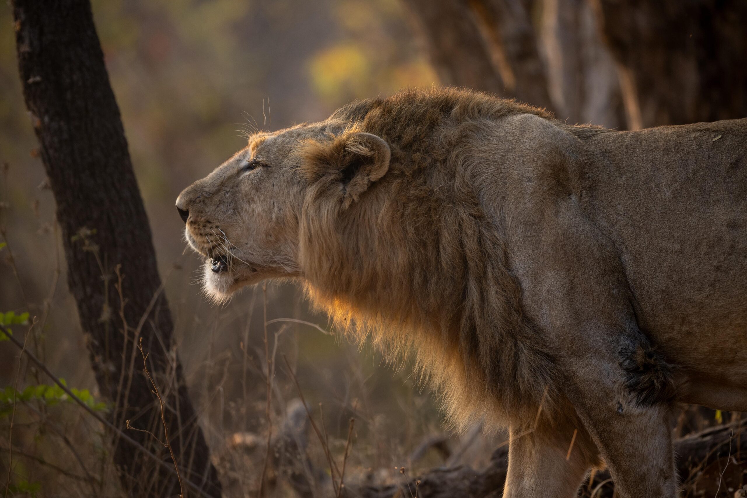A study found that among all observed behaviours of Gir lions, sniffing was the most common, accounting for nearly 40% of the recorded actions. Image by Mohan Ram.