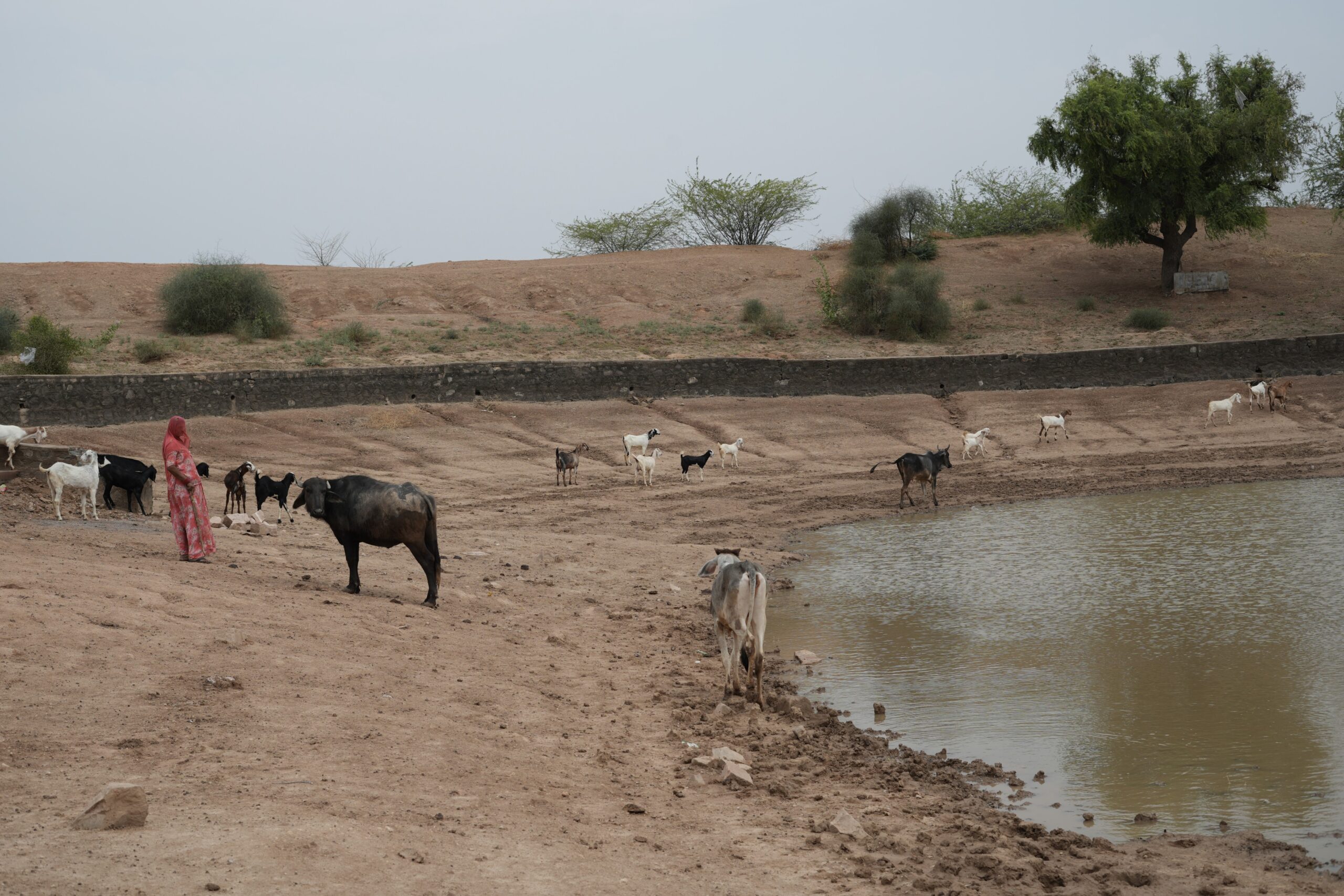 About 50 villages and hamlets along the Jodhpur-Barmer highway have been suffering from the side effects of the pollutants of the Jojari river since 2007. Image by Nirmal Verma/Mongabay.