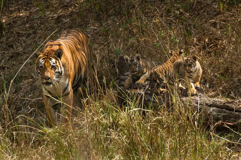 A tigress and cubs. Representative image by Davidvraju via Wikimedia Commons (CC BY-SA 4.0).