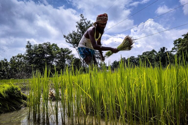 A farmer harvests paddy. Representative image by Indranil Gayan via Wikimedia Commons (CC BY-SA 4.0).