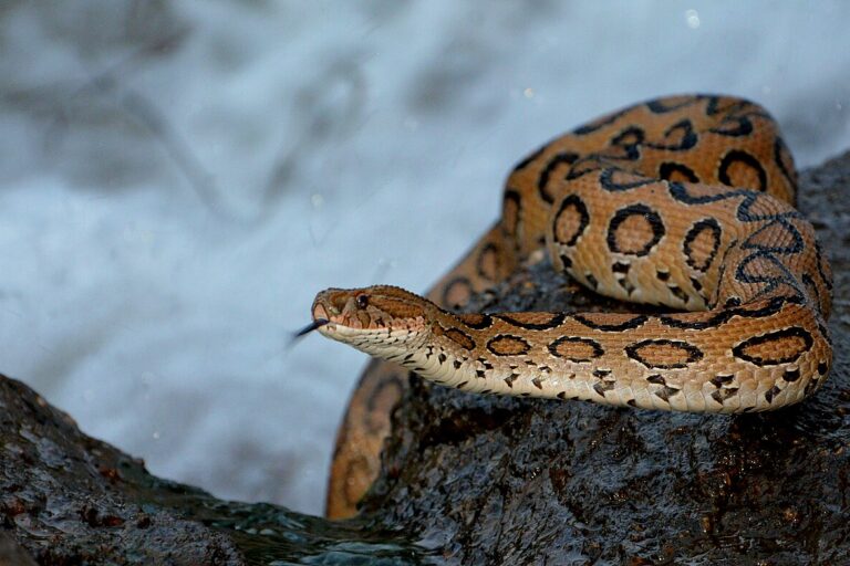 A Russel's viper. Image by CHANDRANUJ via Wikimedia Commons (CC BY-SA 4.0).