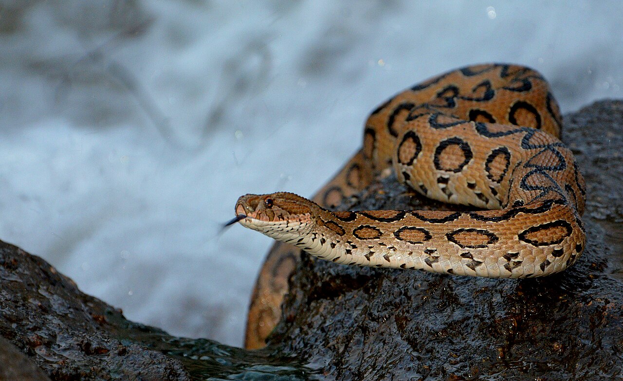 A Russel's viper. Image by CHANDRANUJ via Wikimedia Commons (CC BY-SA 4.0).