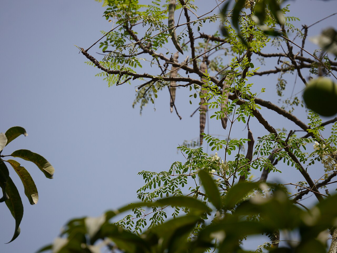 A moringa tree. Image by Dinesh Valke via Wikimedia Commons (CC BY-SA 4.0).