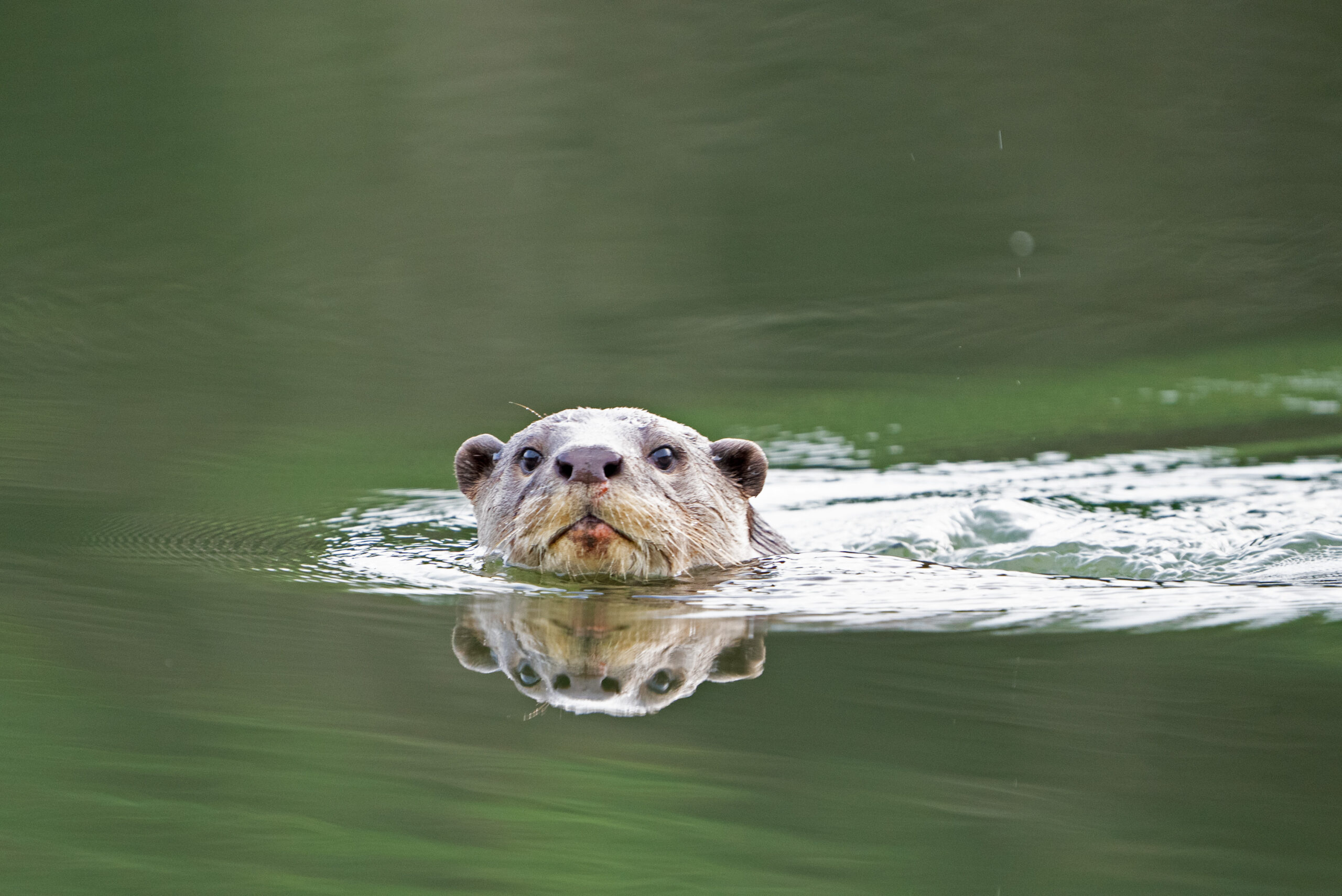 My Otter Diary shows the daily life of Maya and her family, who survive on the declining fish in the river. Image by Sugandhi Gadadhar and Raghunath Belur.