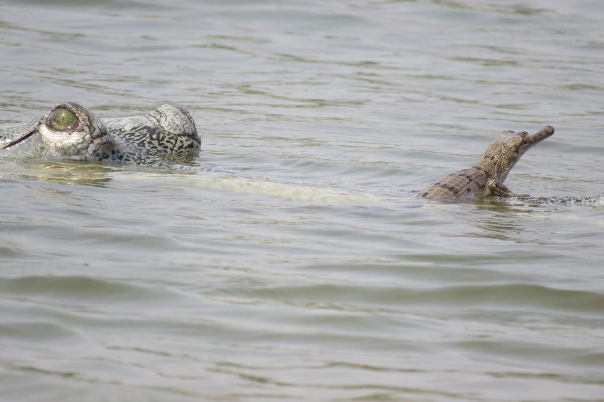 A gharial and its offspring. At temperatures of around 32°C, a majority of hatchlings may develop into males, while temperatures below 31.5°C and above 33.5°C will see female production dominate. Image by Surya P Sharma.