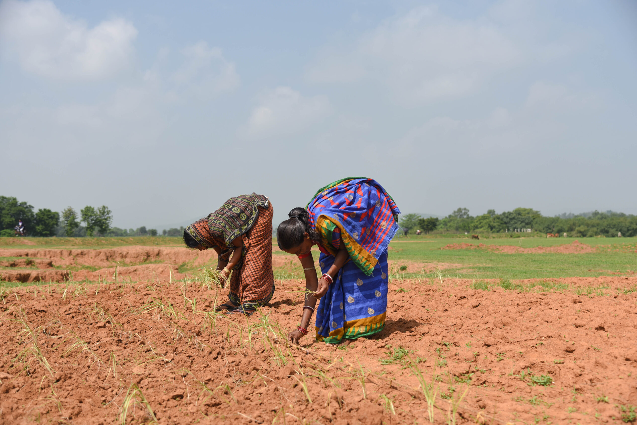 Women farmers planting millets, a climate-resilient and water-efficient crop, in Keonjhar district, Odisha. Photo by Tanmoy Bhaduri/IWMI.