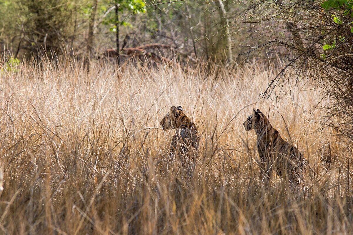 The recent deaths of a female tiger and her four cubs in the Malai Mahadeshwara Wildlife Sanctuary comes as a blow to tiger conservation. It reveals lapses in forest protection, unchecked livestock grazing, and brewing human-animal conflict in the landscape. Representative image of tiger cubs by Gurdeep Singh via Wikimedia Commons (CC BY-SA 4.0).