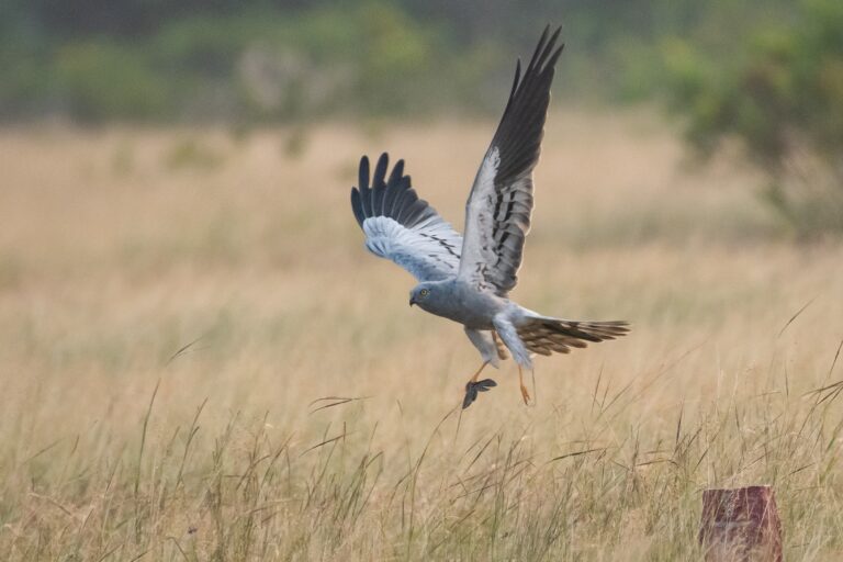 Montagu’s harriers alternate between flapping and soaring flight, and rarely fly above 4,000 m. Image by Thalavaipandi.
