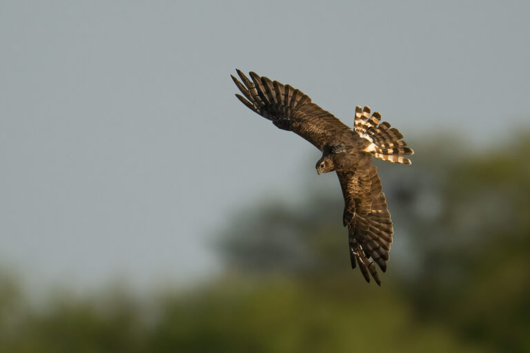 During their study, a major challenge researchers faced was trapping the harriers. One season, they spent nearly 60 days in the field, and managed to trap and tag just a single bird. Image by Vipul Ramanuj.
