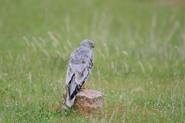 Montagu’s harriers are declining in India. The tracking study offers a clue by mapping their migratory route, and revealing locations where they breed, winter, rest and refuel. Image by Sankar Subramanian.