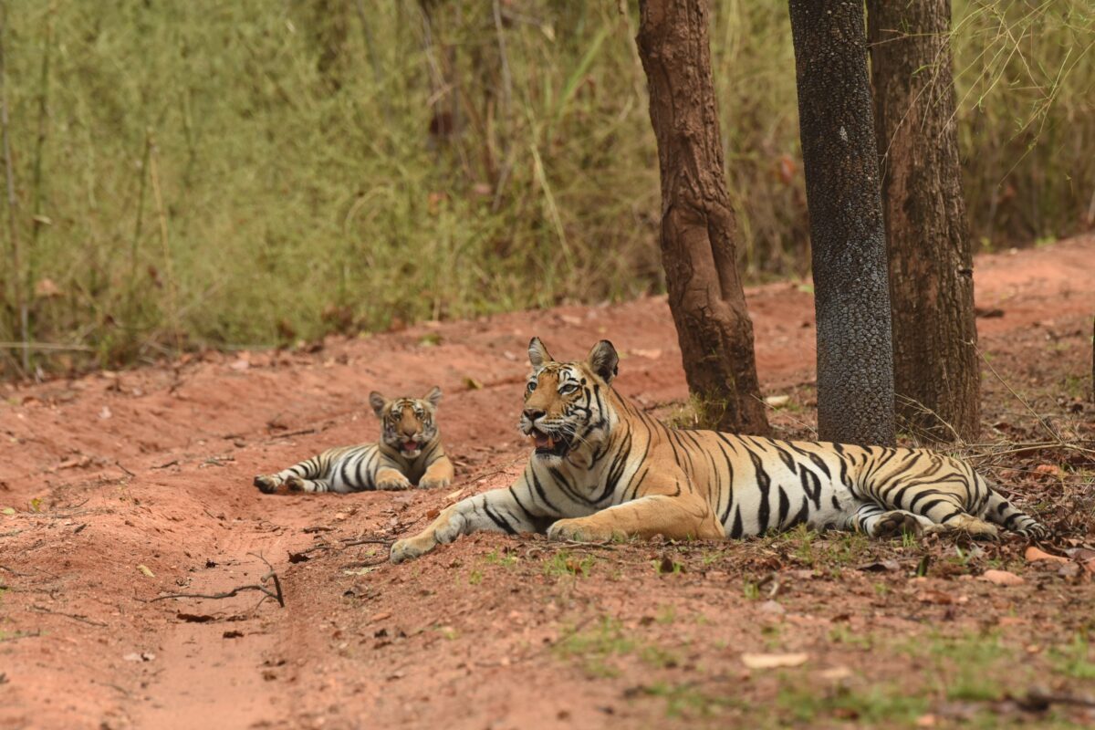 A rise in tiger numbers along with expanding human settlements is bringing people and livestock in contact with these large carnivores, resulting in conflict around protected areas. Image by Himanshu Chattani.