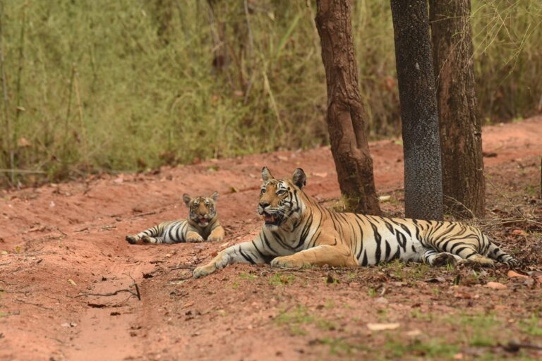 A rise in tiger numbers along with expanding human settlements is bringing people and livestock in contact with these large carnivores, resulting in conflict around protected areas. Image by Himanshu Chattani.
