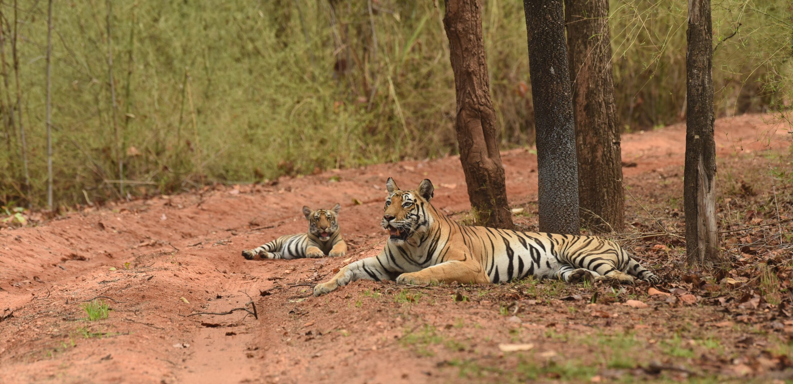 A rise in tiger numbers along with expanding human settlements is bringing people and livestock in contact with these large carnivores, resulting in conflict around protected areas. Image by Himanshu Chattani.