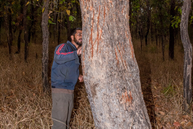 The researchers recommend the integration of genetics along with field based evidence, such as scrape marks as shown here, along with pug marks, scat and camera trap images for reliable identification of livestock predators. Image by Prasenjeet Yadav.