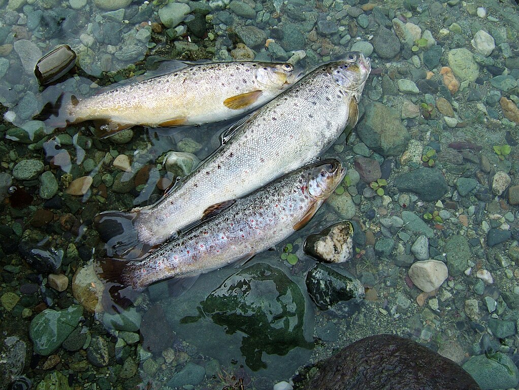 Trout in the Himalayas. Following a disastrous glacial lake outburst flood in October 2023, assessments captured damage to the state’s infrastructure. However, few studies evaluated the ecological damages borne by the Teesta river. Representative image by Acred99 via Wikimedia Commons (CC BY-SA 3.0).