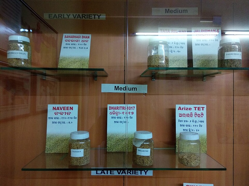 Seed varieties used in organic farming. In the past two decades, around 6.6 million seed and planting material samples have been shared with nearly 25,000 users under the Plant Treaty. Image by Th3Snehasish via Wikimedia Commons (CC-BY-SA-4.0).