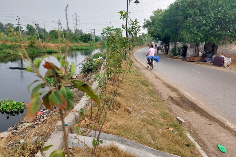 Saplings planted alongside Buddha Nullah in Ludhiana. Image by Manu Moudgil.