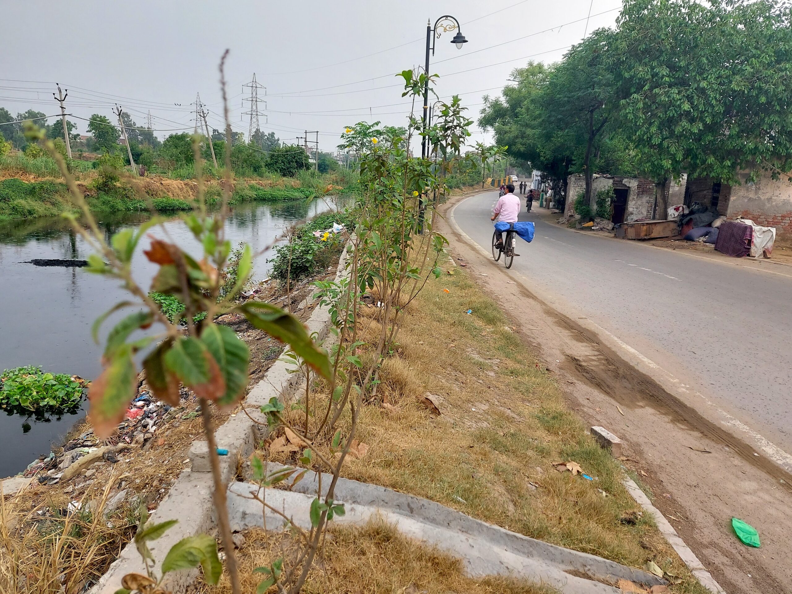 Saplings planted alongside Buddha Nullah in Ludhiana. Image by Manu Moudgil.