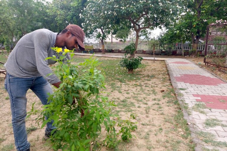 Ashok Kumar, a gardener inside a gated community tends to plants supplied by the forest department for plantation. In 2024, the city launched a heat map-based plantation programme to help counter the urban heat island effect. Image by Manu Moudgil.