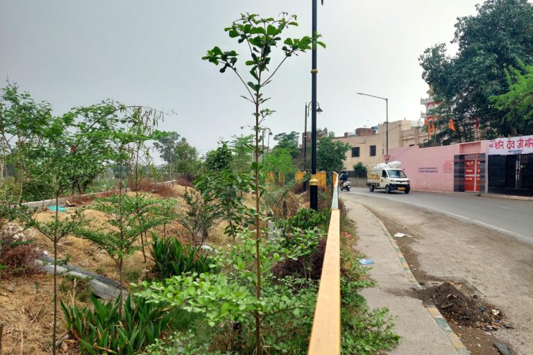 A small green enclosure alongside Buddha Nullah. The Ludhiana administration roped in local NGOs, industry partners, and resident welfare associations to carry out and maintain plantations in parts of the city. Image by Manu Moudgil. 