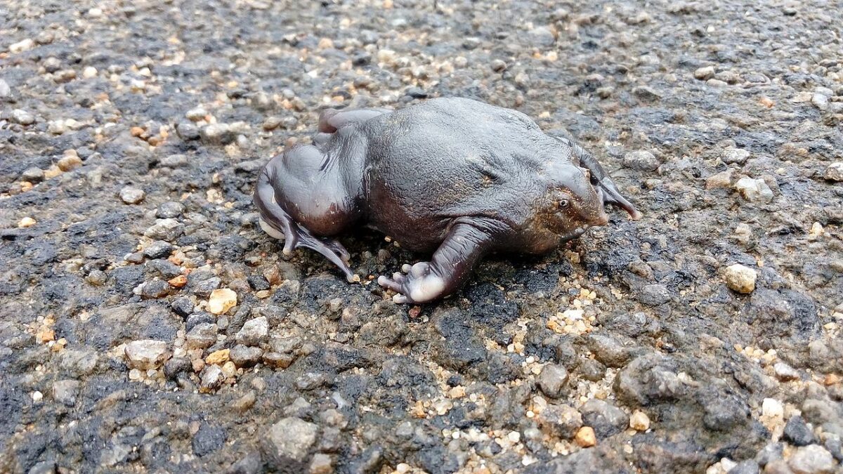 The purple or pig-nosed frog of the Western Ghats is believed to have had a Gondwanan ancestry that can be traced to 300 million years ago. Image by Unnikrishnan Nair P.K. via Wikimedia Commons (CC BY-SA 4.0).