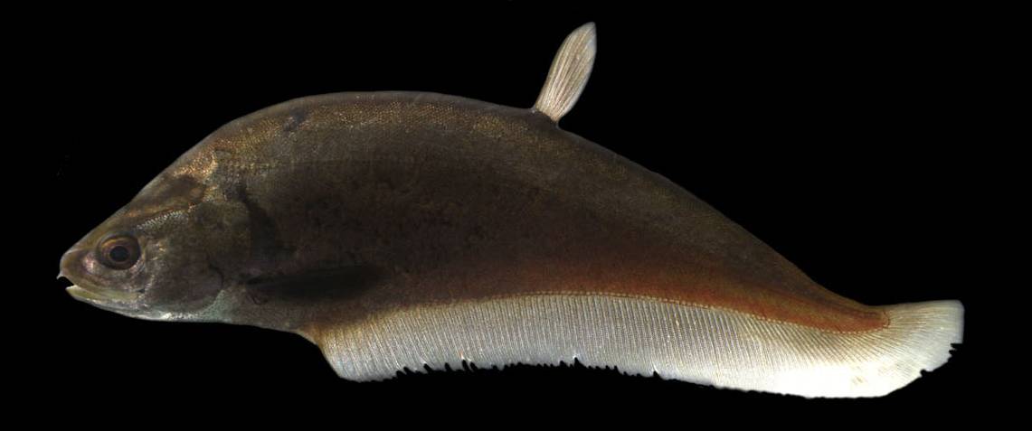 Fishes of the order Osteoglossiformes are living fossils; an Indian example is the feather-fin, which are fairly large and popularly eaten. Image by J.D. Marcus Knight.