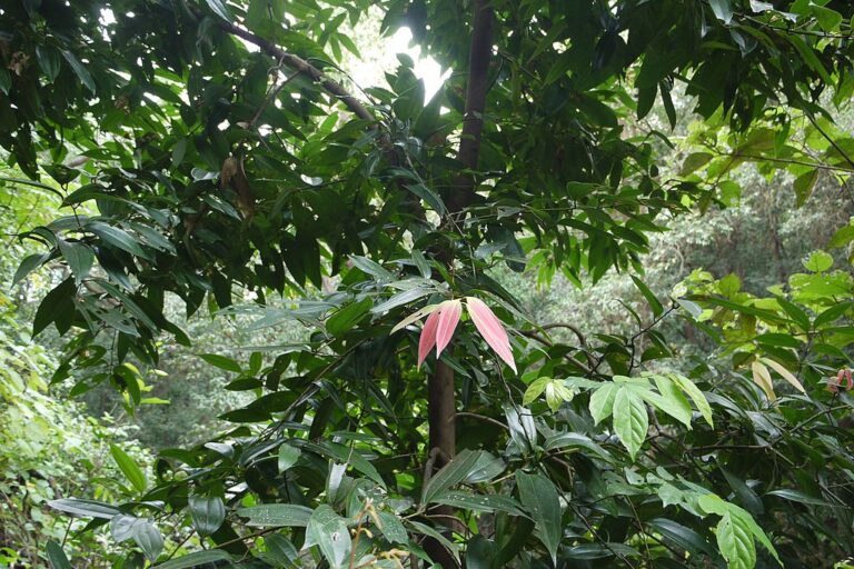 Cinnamomum malabatrum in Matheran, Maharashtra. Cinnamon trees, which are native to Asia, are examples of primitive angiosperms (flowering plants with seeds enclosed in fruits) that have a Gondwanan lineage. Image by Dinesh Valke via Wikimedia Commons (CC BY-SA 2.0).