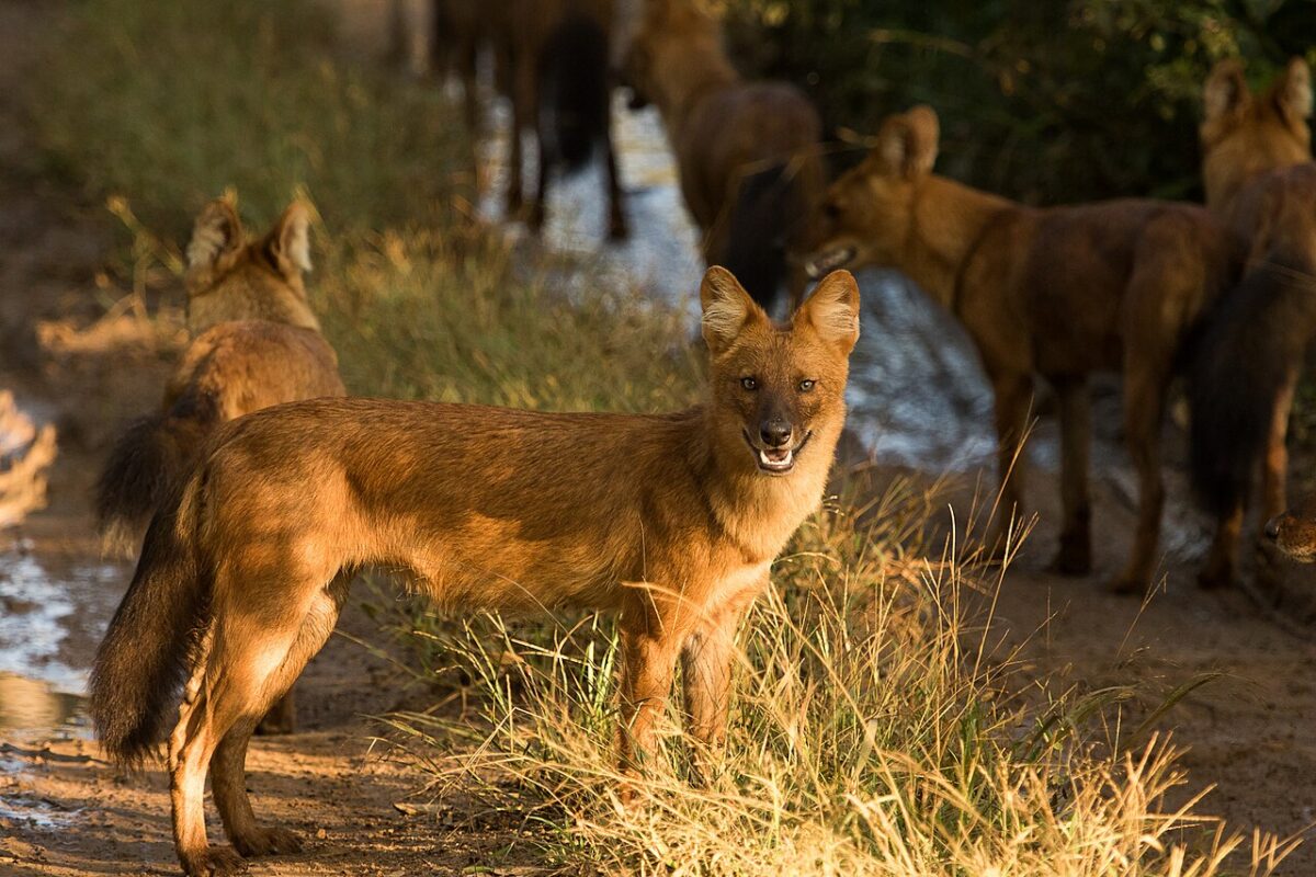 A dhole in Bandipur. The dhole is listed as endangered on the IUCN Red List and a Schedule II species in India. Its distribution is confined to parts of Asia. Image by UdayKiran28 via Wikimedia Commons (CC BY-SA 4.0).