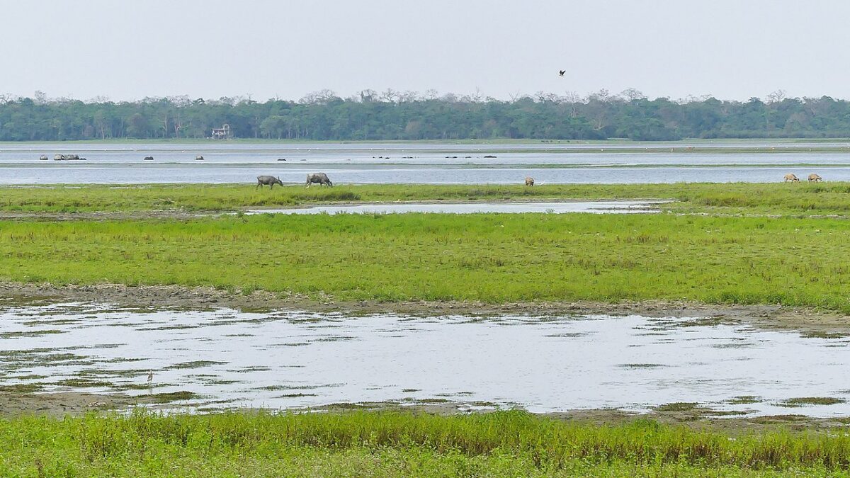 Kaziranga National Park. Camera records that found the presence of dholes in the park point to the importance of wildlife corridors in supporting the movement of the species in fragmented, non-protected landscapes. Image by Mike Prince via Wikimedia Commons (CC BY-SA 4.0).