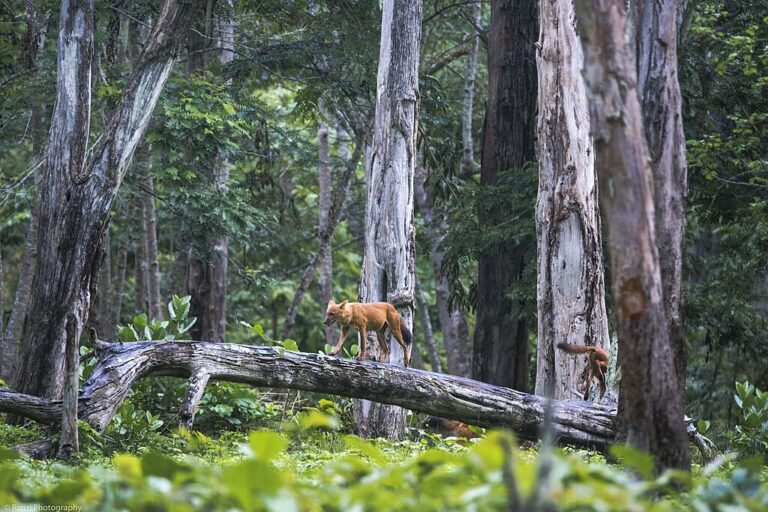 A dhole in Kabini. Image by Ranjith Kumar 2016 via Wikimedia Commons (CC BY-SA 4.0).